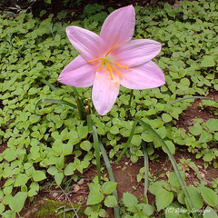 Zephyranthes carinata