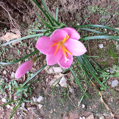 Zephyranthes carinata