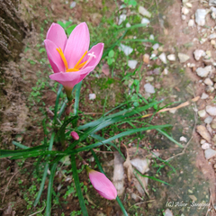 Zephyranthes carinata
