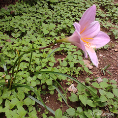 Zephyranthes carinata