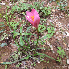 Zephyranthes carinata