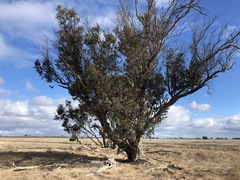 Eucalyptus microcarpa
