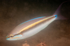 Pentapodus paradiseus