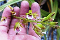 Eulophia tristis