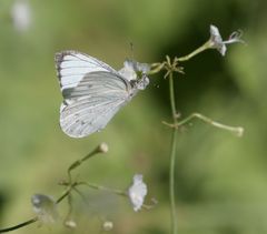 Dixeia doxo parva