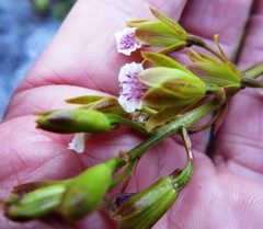 Eulophia tristis