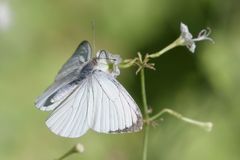 Dixeia doxo parva