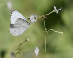 Dixeia doxo parva