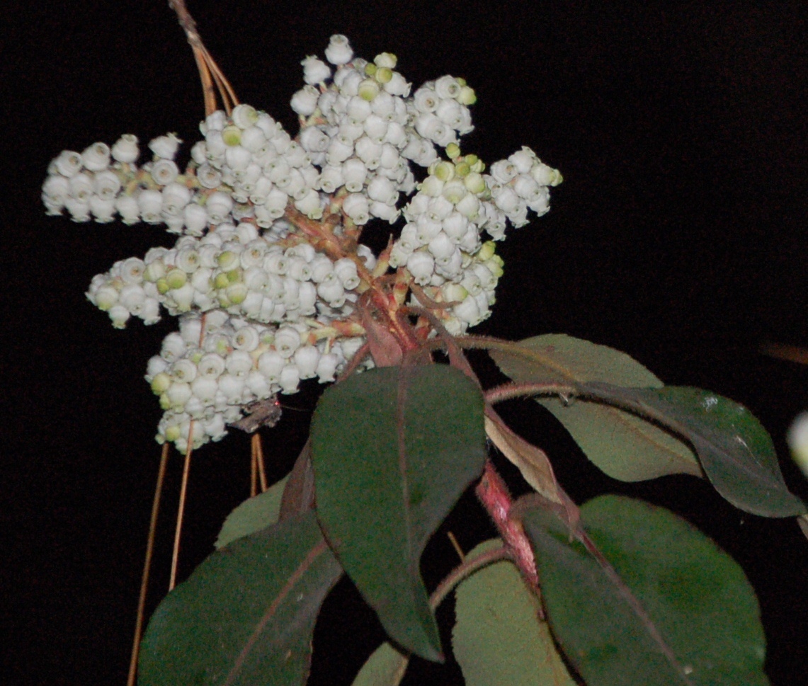 Arbutus xalapensis