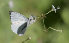 Dixeia doxo parva