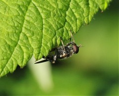 Chalcosyrphus nemorum