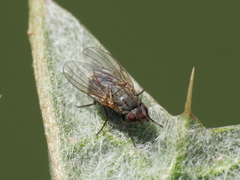 Agromyza apfelbecki