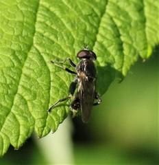 Chalcosyrphus nemorum