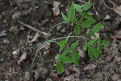 Caulophyllum robustum