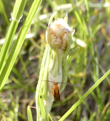 Pseudognaphalium oligandrum