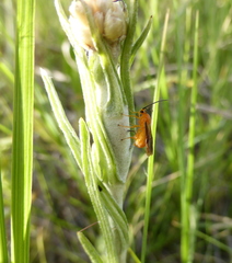 Pseudognaphalium oligandrum