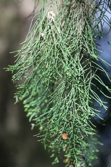 Lagarostrobos franklinii