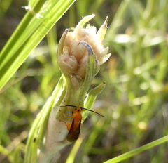 Pseudognaphalium oligandrum