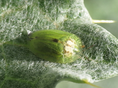 Cassida deflorata