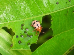 Podontia affinis