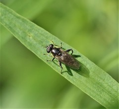 Chalcosyrphus nemorum