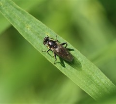 Chalcosyrphus nemorum