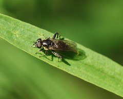 Chalcosyrphus nemorum