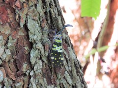 Pyrops viridirostris