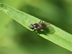 Chalcosyrphus nemorum