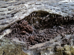 Stemonitopsis typhina