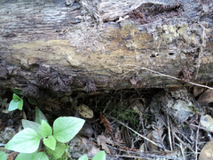 Stemonitopsis typhina