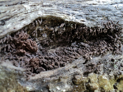 Stemonitopsis typhina