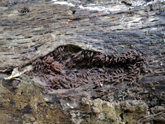 Stemonitopsis typhina