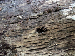 Stemonitopsis typhina