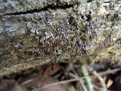 Stemonitopsis typhina