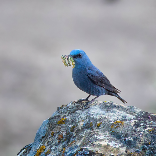 Blue Rock Thrush (Monticola solitarius), photo 10