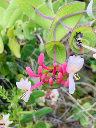 Mediterranean Honeysuckle