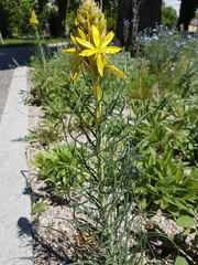 Asphodeline