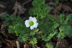 Callianthemum sajanense