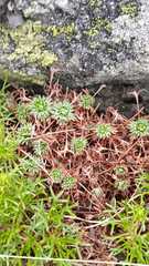 Saxifraga pentadactylis