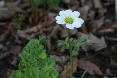 Callianthemum sajanense