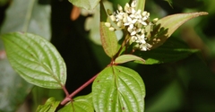 Cornus excelsa