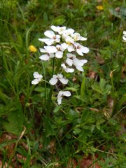 Iberis