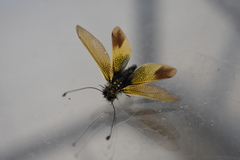 Libelloides ictericus