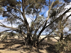 Eucalyptus microcarpa