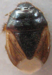 Microporus