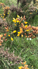 Ulex europaeus