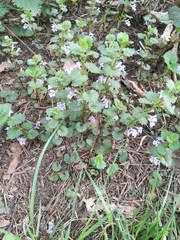 Glechoma hederacea