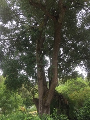 Olea europaea europaea
