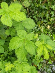 Rubus